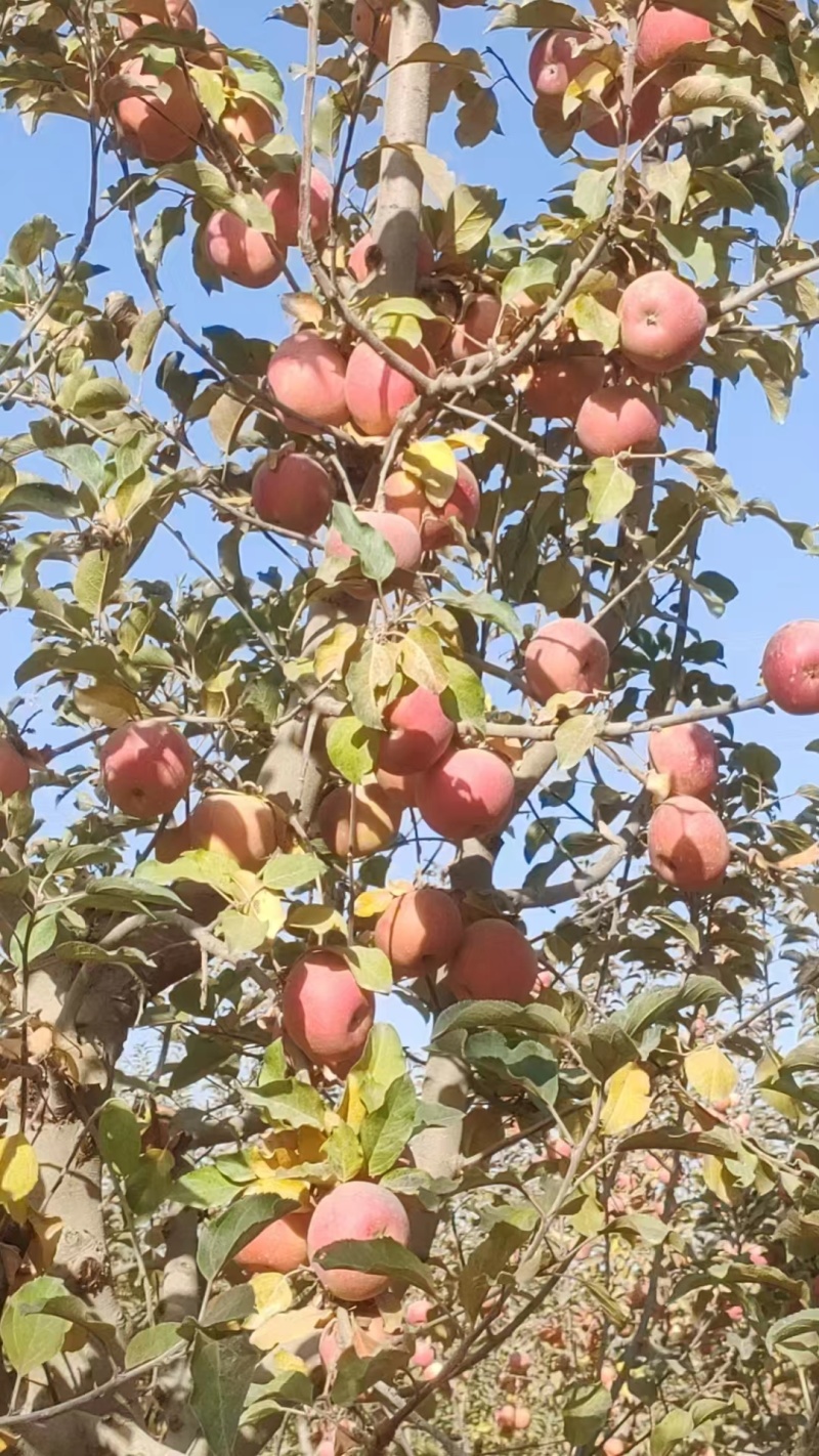 【阿克苏苹果】正宗新疆苹果冰糖心大小果都有按需求分拣打包