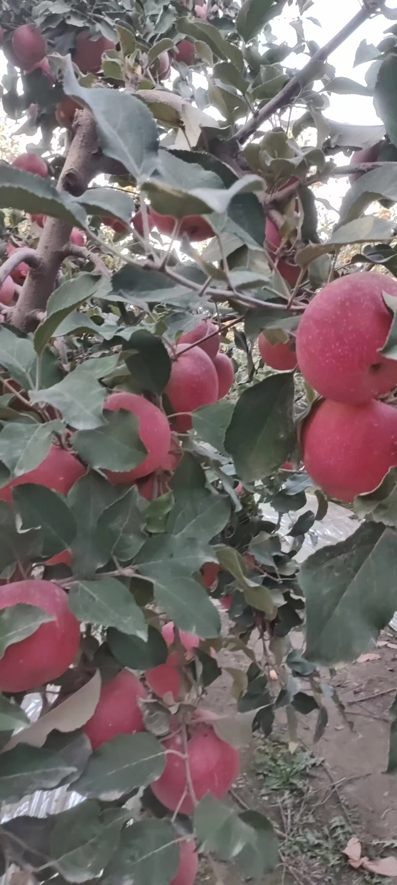 【阿克苏苹果】正宗新疆苹果冰糖心大小果都有按需求分拣打包
