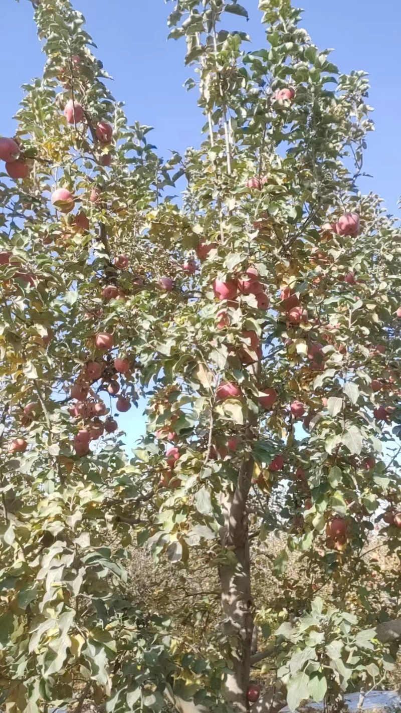 【阿克苏苹果】正宗新疆苹果冰糖心大小果都有按需求分拣打包