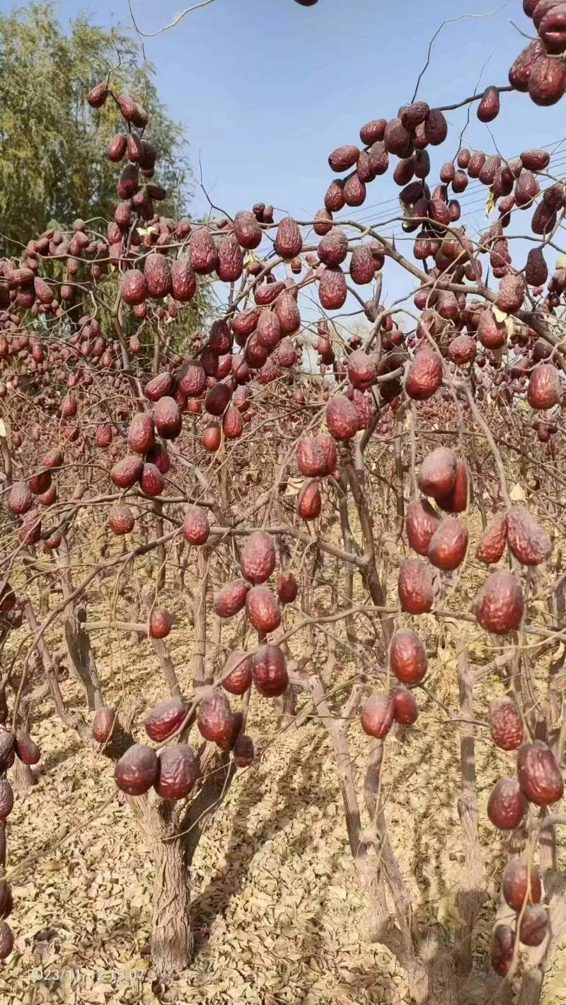 【新疆灰枣】原产地供货大小规格都有各个级别加工装箱