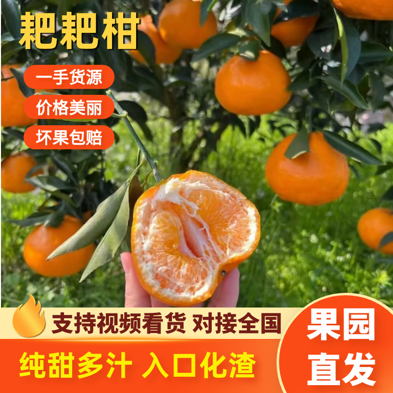 耙耙柑（春见柑桔）大量现货供应，可视频看货发全国