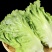 【生菜】精品生菜欢迎致电一手货源量大价双11价优