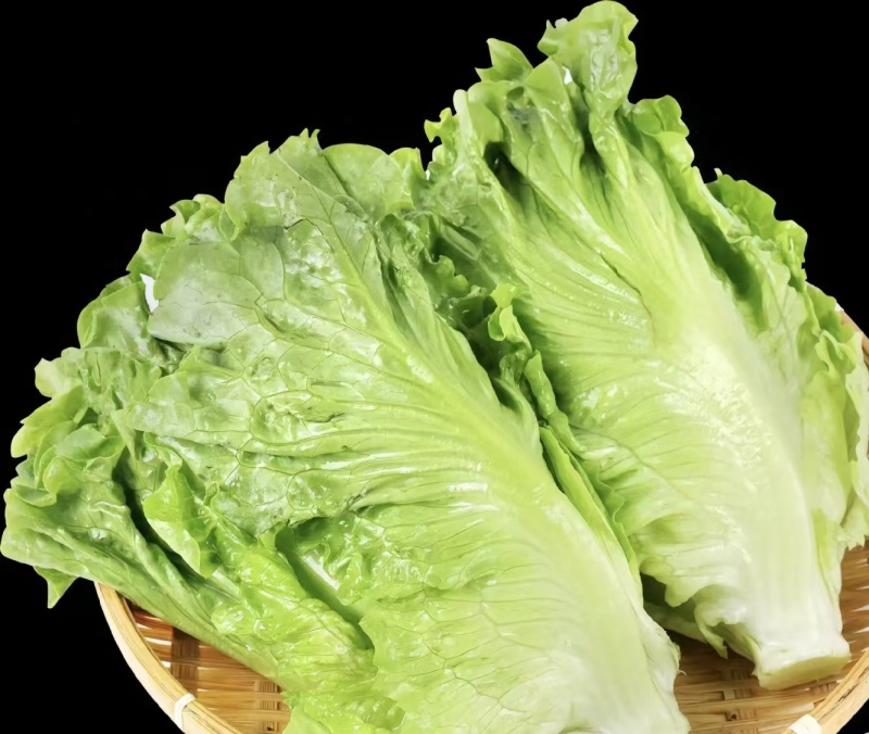 【生菜】精品生菜欢迎致电一手货源量大价双11价优
