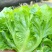 【生菜】精品生菜欢迎致电一手货源量大价双11价优