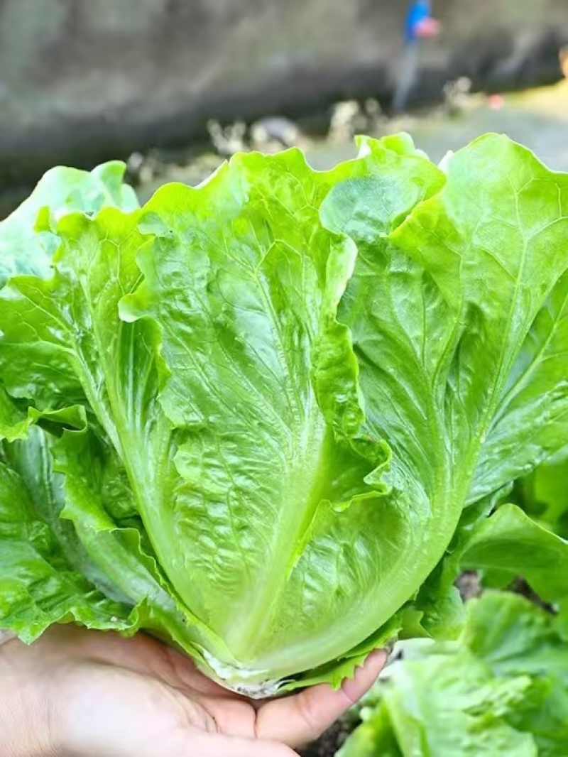 【生菜】精品生菜欢迎致电一手货源量大价双11价优