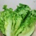 【生菜】精品生菜欢迎致电一手货源量大价双11价优