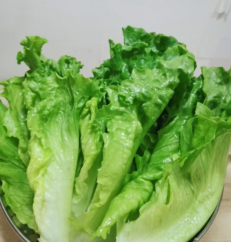 【生菜】精品生菜欢迎致电一手货源量大价双11价优