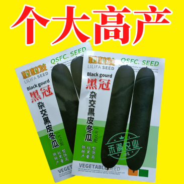 黒冠杂交黑皮冬瓜种子广东广西特大巨型高产铁柱型黑皮冬