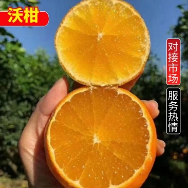 （沃柑）产地货源，皮薄肉厚口感甜，现摘现卖，挂树鲜果