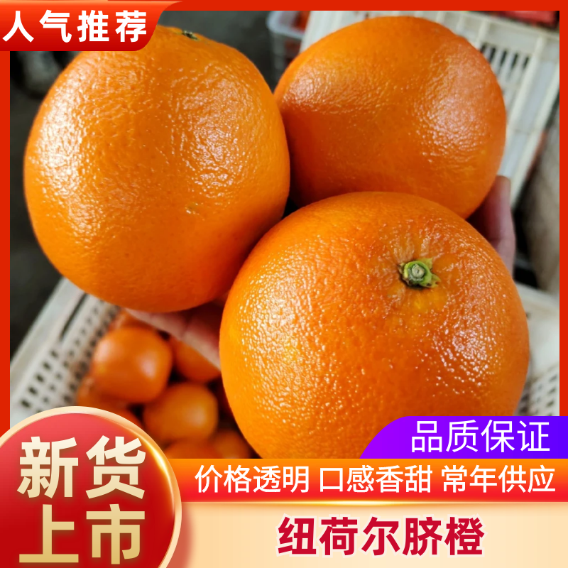 甜橙爆汁纽荷尔《脐橙》产地大量供应口感蛮好，**