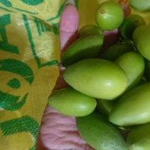 精品橄榄大量有货产地直发品质保证可视频看货