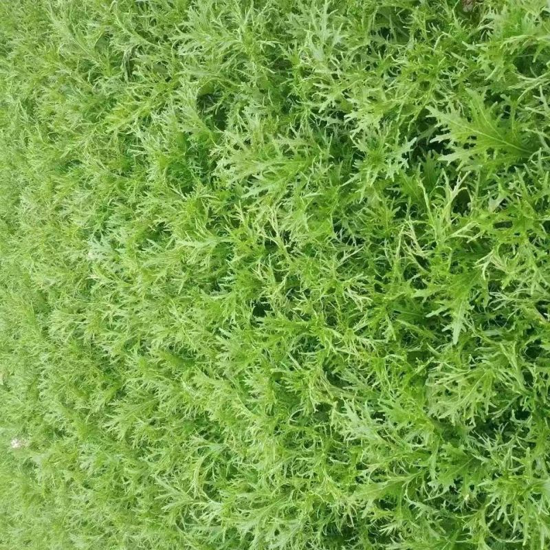 雪里红价格优惠保质保量详情欢迎电话联系