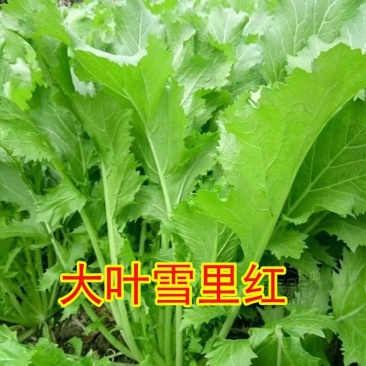 雪里红价格优惠保质保量详情欢迎电话联系