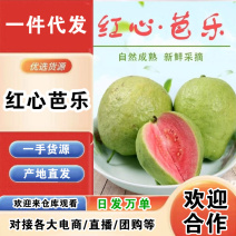 福建红心芭乐一件代发产地直发一手货源对接各大电商平台