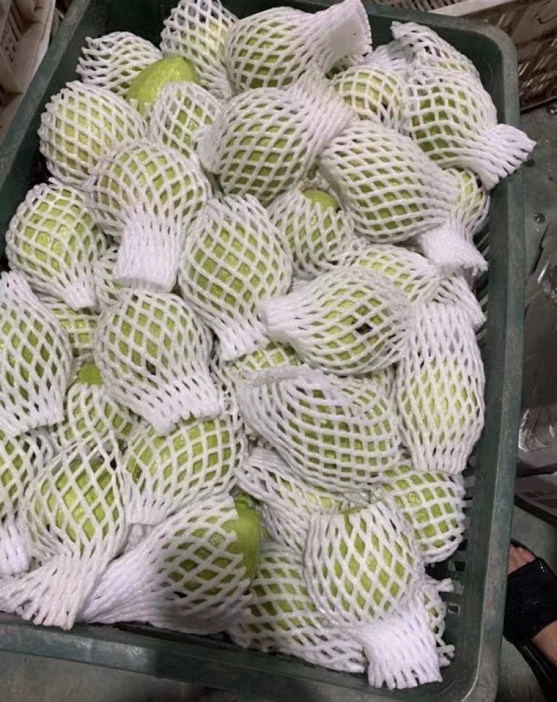福建红心芭乐一件代发产地直发一手货源对接各大电商平台