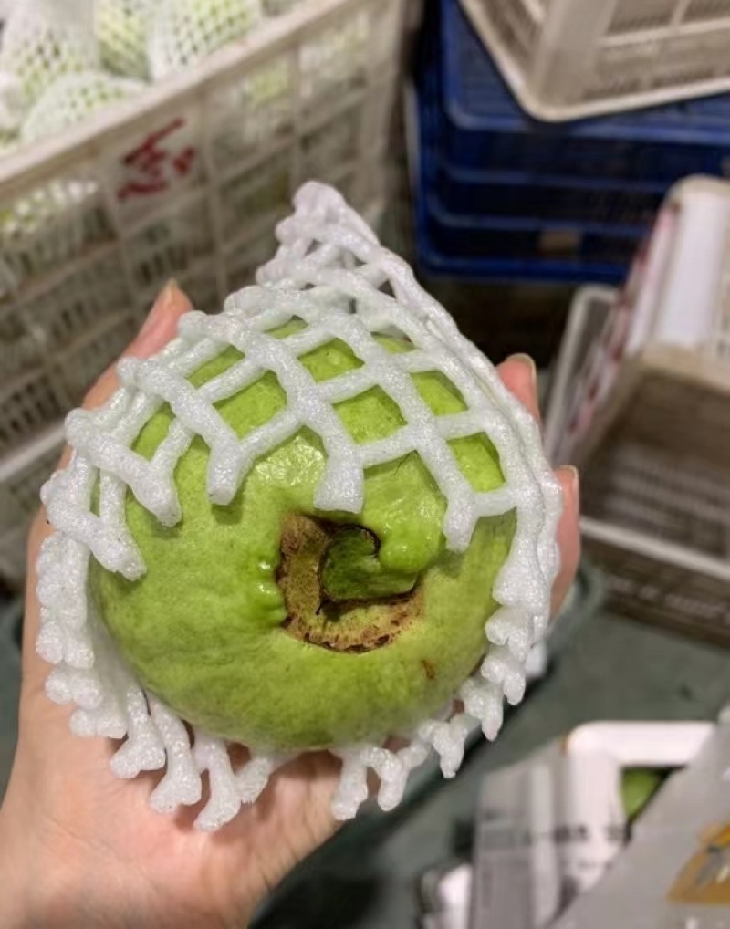 福建红心芭乐一件代发产地直发一手货源对接各大电商平台