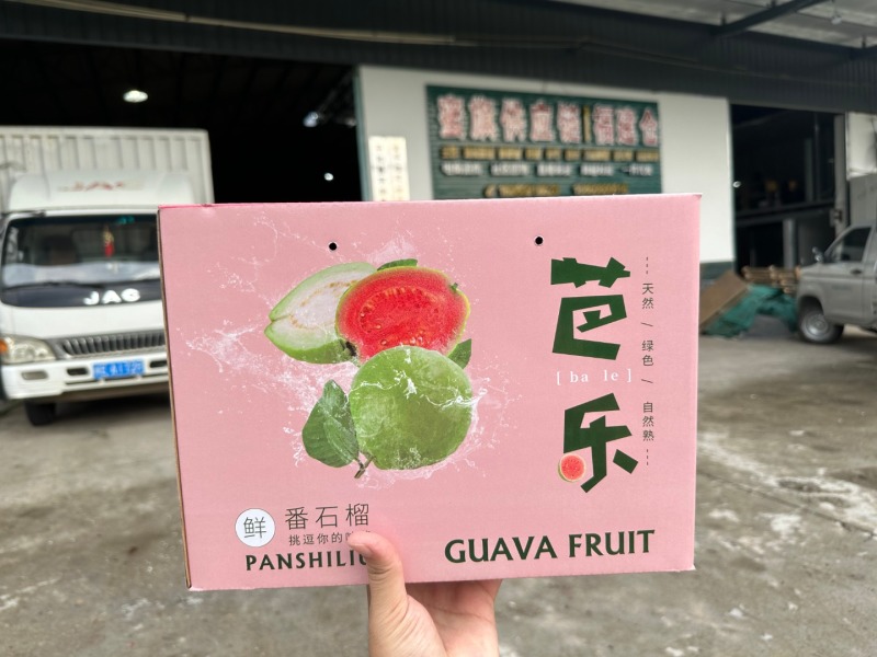 福建红心芭乐一件代发产地直发一手货源对接各大电商平台
