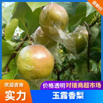 精品玉露香梨山西玉露香梨货源充足量大优惠发往全国