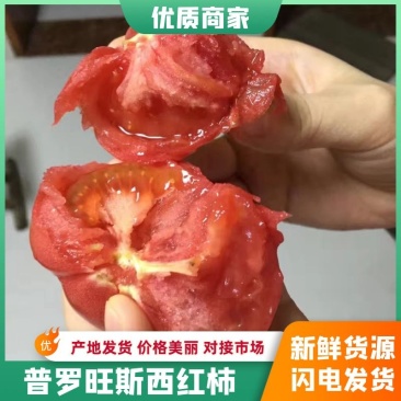 普罗旺斯西红柿，每年三月份左右大量上市到时候可以联系