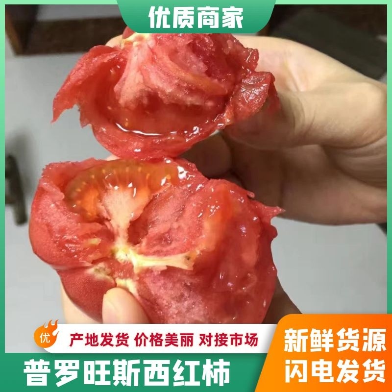 普罗旺斯西红柿，每年三月份左右大量上市到时候可以联系