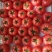 普罗旺斯西红柿，每年三月份左右大量上市到时候可以联系
