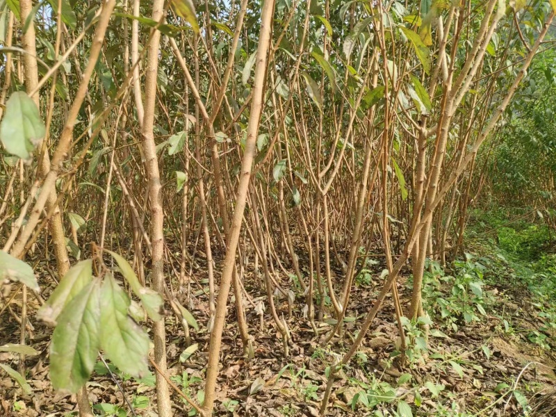 【蜂糖李子苗】贵州基地直供规格齐全质量保证提供技术指导