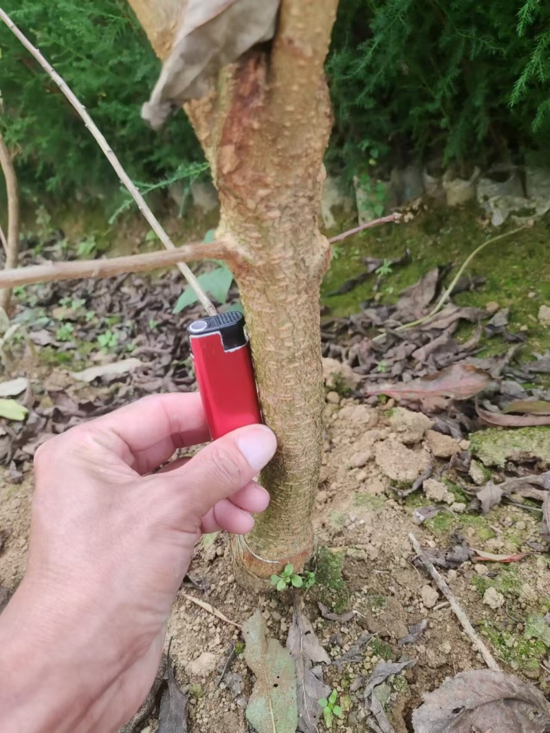 【蜂糖李子苗】贵州基地直供规格齐全质量保证提供技术指导