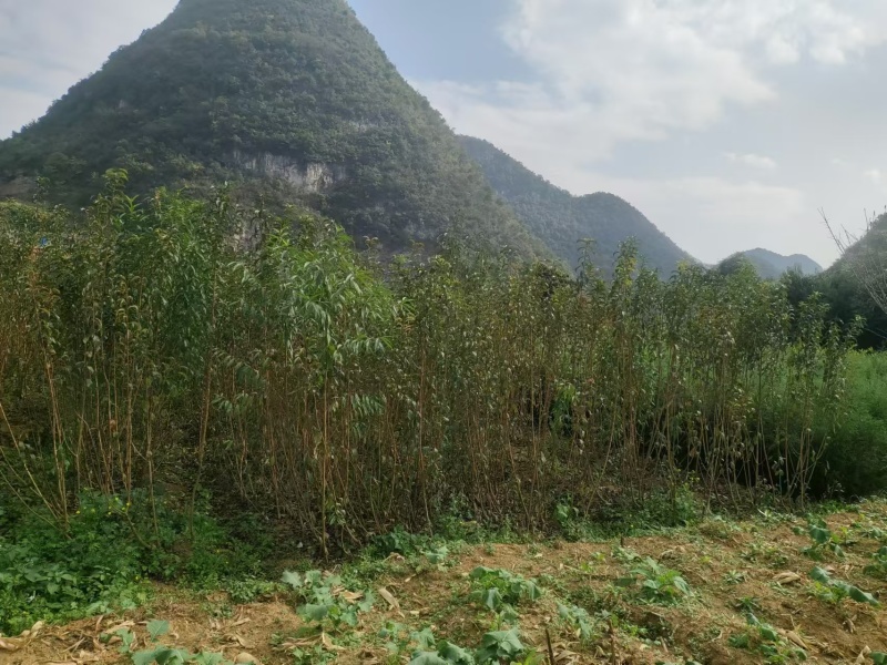 【蜂糖李子苗】贵州基地直供规格齐全质量保证提供技术指导