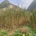 【蜂糖李子苗】贵州基地直供规格齐全质量保证提供技术指导