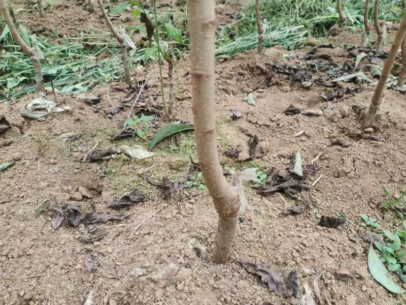 【蜂糖李子苗】贵州基地直供规格齐全质量保证提供技术指导