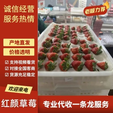 长丰红颜草莓，对接，电商，超市，奶茶，加工厂，产地直供。