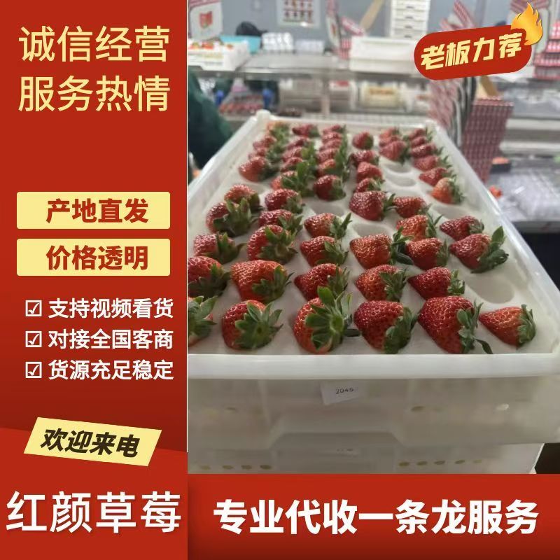 长丰红颜草莓，对接，电商，超市，奶茶，加工厂，产地直供。