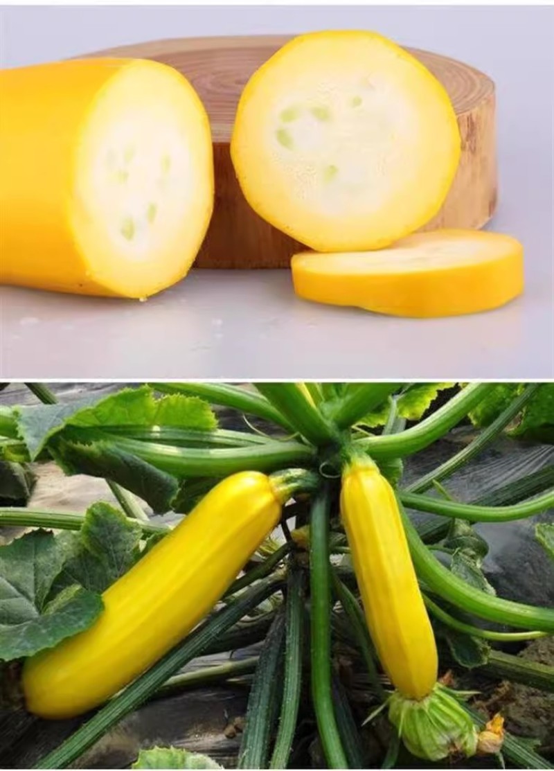 香蕉西葫芦种子早熟实心皮色金黄果肉细脆嫩