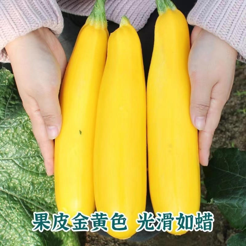 香蕉西葫芦种子早熟实心皮色金黄果肉细脆嫩
