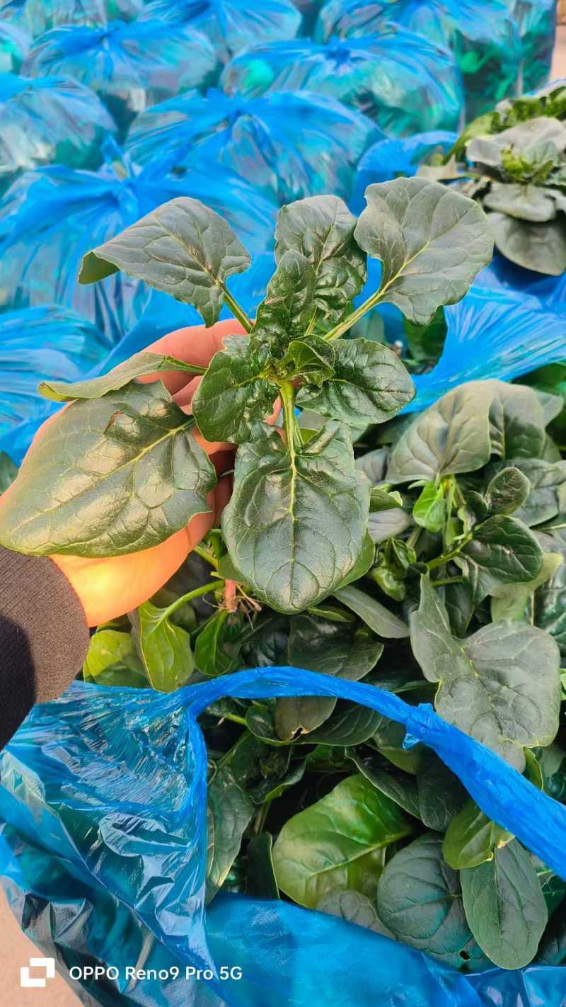 【叶绿根红】东台精品圆叶趴地菠菜可视频看货基地直供全国发货