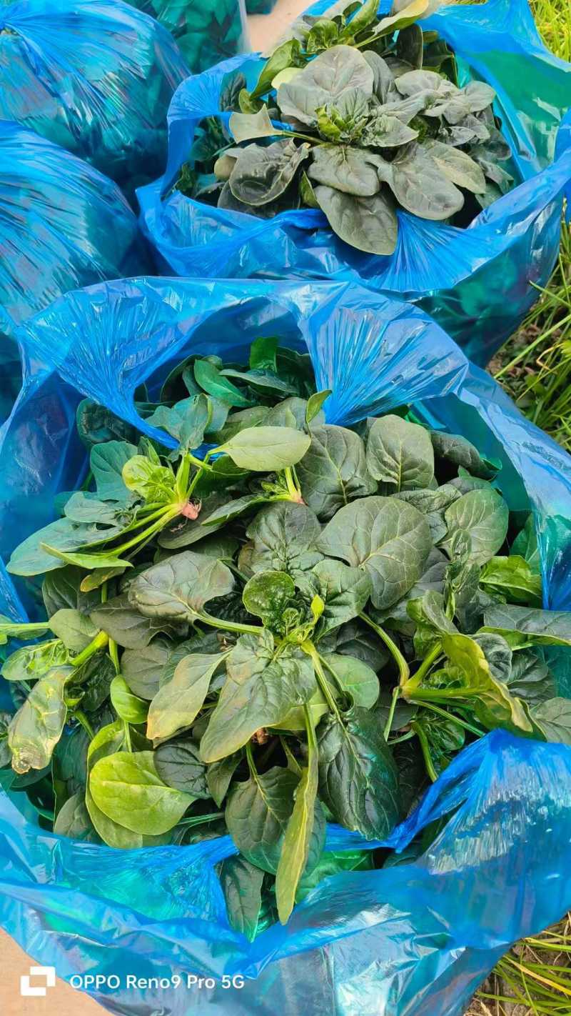 【叶绿根红】东台精品圆叶趴地菠菜可视频看货基地直供全国发货