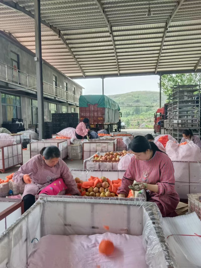 红富士苹果冰糖心苹果大量有货产地直销可视频看货