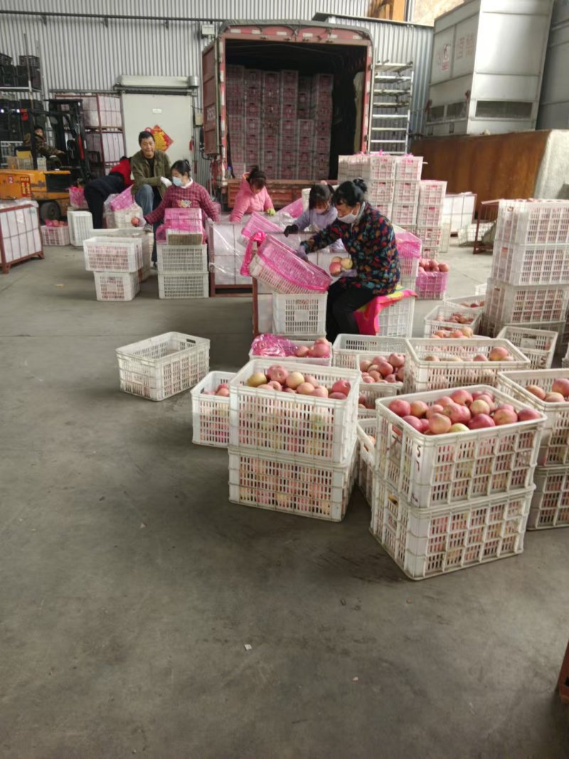 红富士苹果冰糖心苹果大量有货产地直销可视频看货
