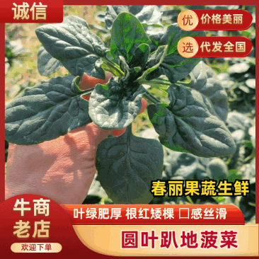 【叶绿根红】东台精品圆叶趴地菠菜可视频看货基地直供全国发货