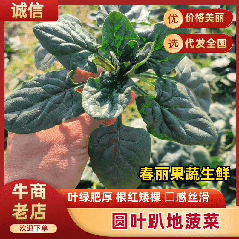 【叶绿根红】东台精品圆叶趴地菠菜可视频看货基地直供全国发货