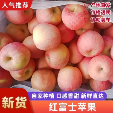 红富士苹果冰糖心苹果大量有货产地直销可视频看货