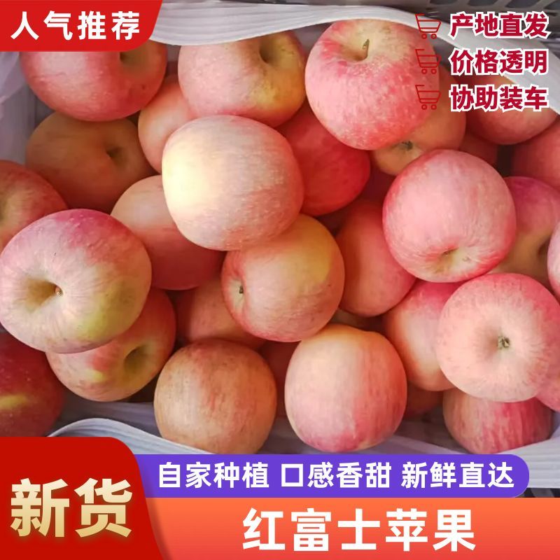 红富士苹果冰糖心苹果大量有货产地直销可视频看货