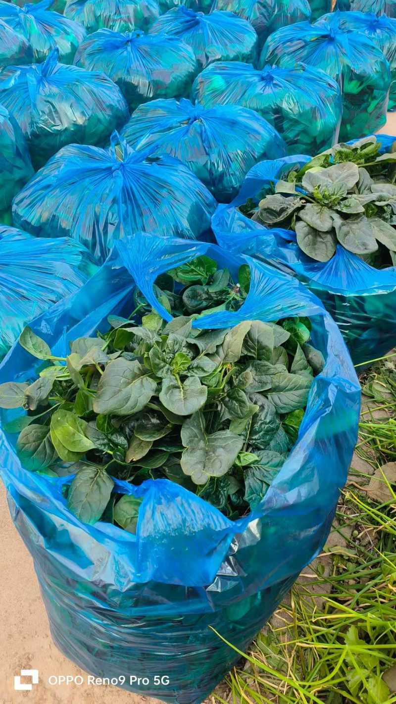 【常年经营】菠菜圆叶菠菜量大发货货源充足产地直发