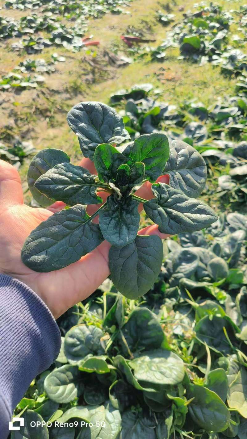 【常年经营】菠菜圆叶菠菜量大发货货源充足产地直发