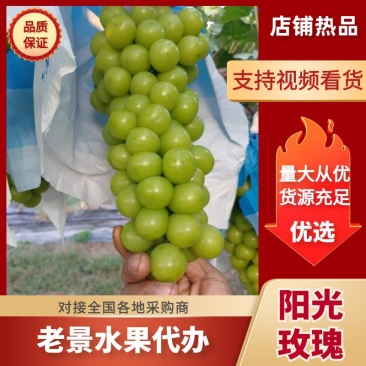陕西咸阳阳光玫瑰产地直发货源充足欢迎咨询