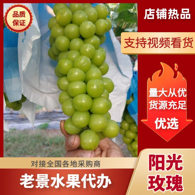陕西咸阳阳光玫瑰产地直发货源充足欢迎咨询