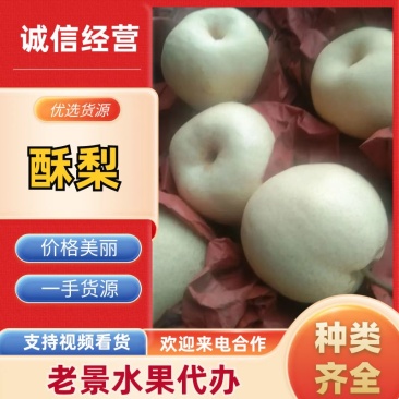 陕西酥梨大量上市中基地直发量大从优欢迎老板来电咨询