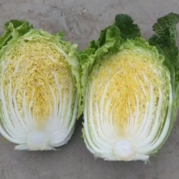 精品矮棵大白菜黄心白菜，价格美丽，需要的老板请联系