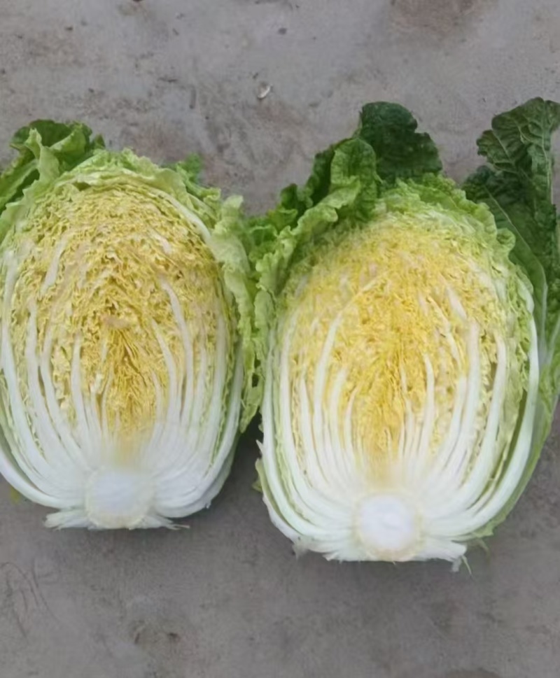 精品矮棵大白菜黄心白菜，价格美丽，需要的老板请联系