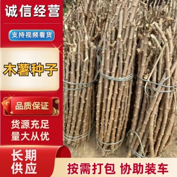 黄肉木薯种，华南9号，耐干旱抗病毒容易种活，茎杆苗。